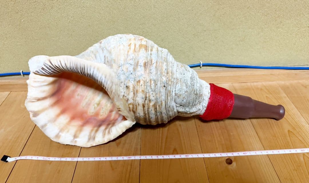 限定セール❗️最大級修験道法螺貝50㎝　肉厚　山伏ホラガイ　ほら貝