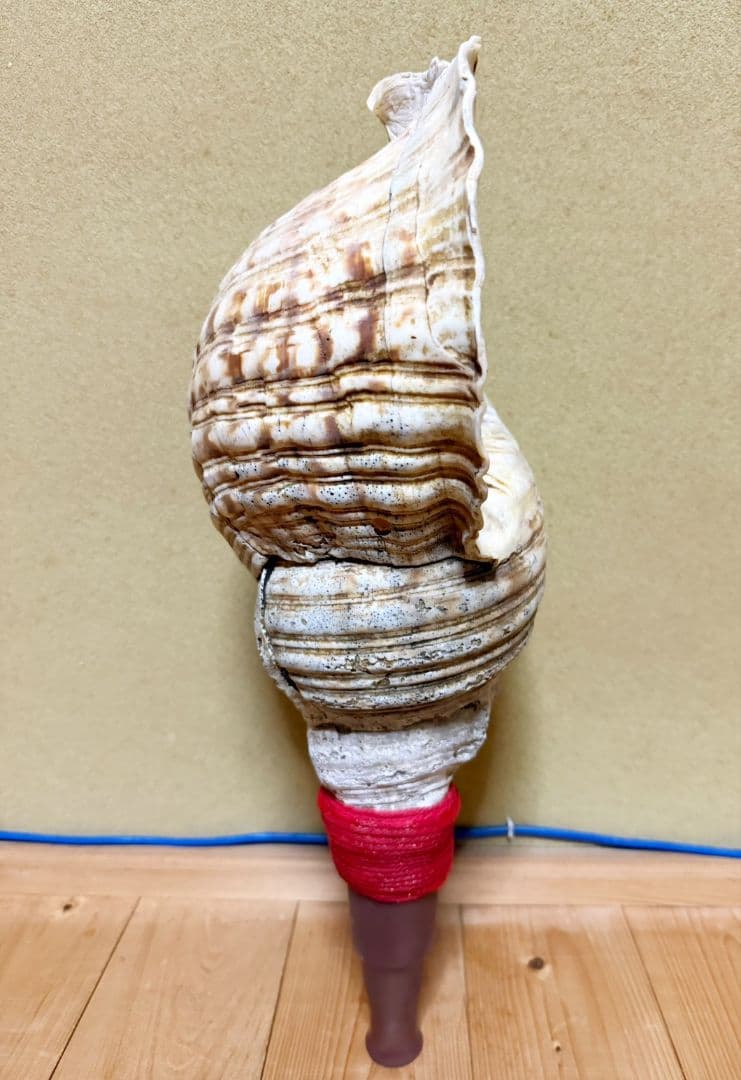 限定セール❗️最大級修験道法螺貝50㎝　肉厚　山伏ホラガイ　ほら貝