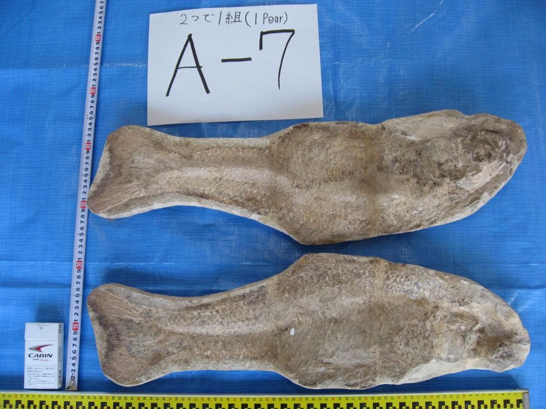 化石　A-7