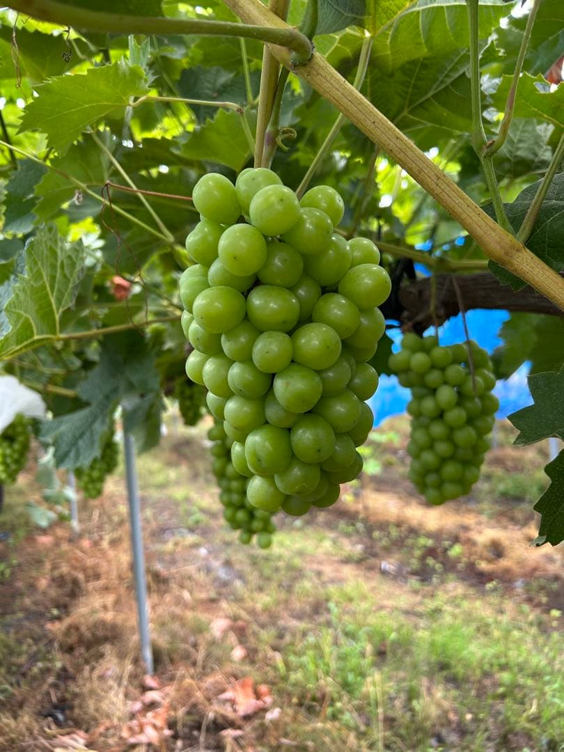 山形産シャインマスカット5キロ　9/21〜23発送