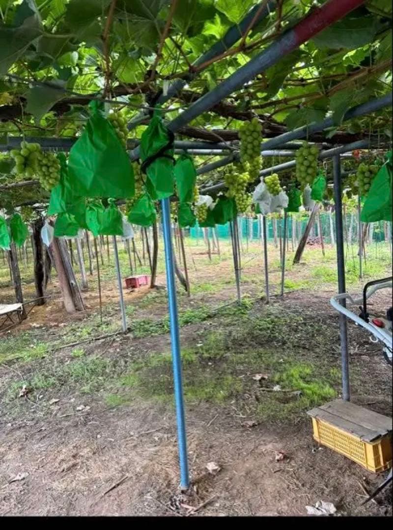 山形産シャインマスカット5キロ　9/21〜23発送