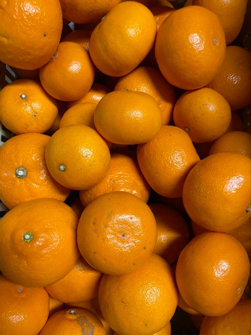 愛媛県産!! せとか (家庭用10キロ) 送料無料