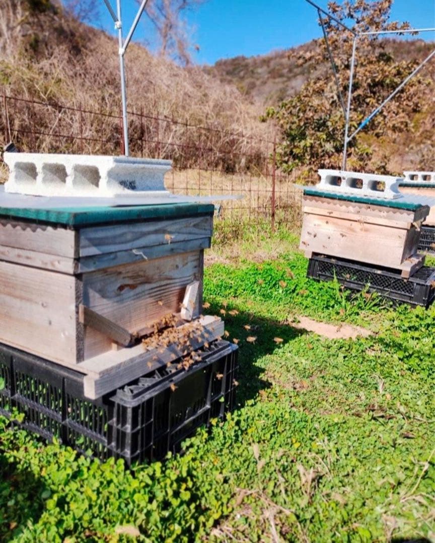 国産　非加熱ハチミツ　250g×6個