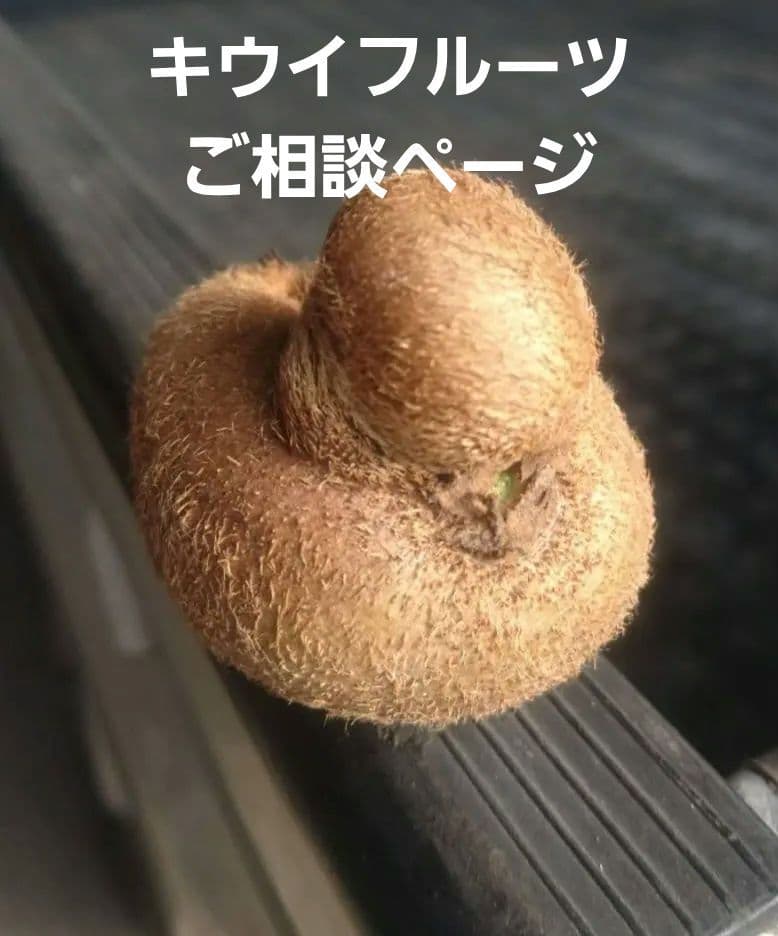 群馬県産　キウイフルーツ　ヘイワード