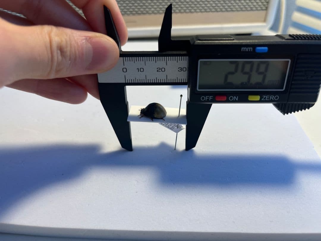 【♀】クワガタマルカメムシ 昆虫標本 ゾウムシ ハムシ フンチュウ タマムシ