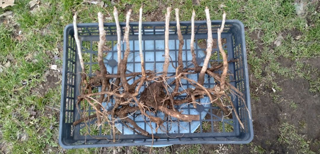 ⭐たらの芽 苗木⭐ ⭐20本⭐