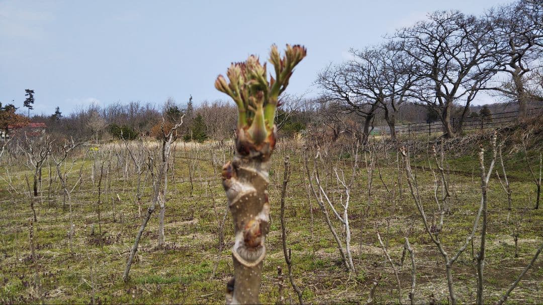 ⭐たらの芽 苗木⭐ ⭐20本⭐