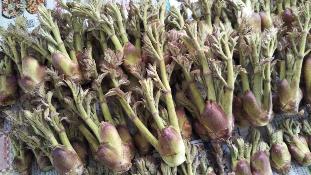 ⭐たらの芽 苗木⭐ ⭐20本⭐