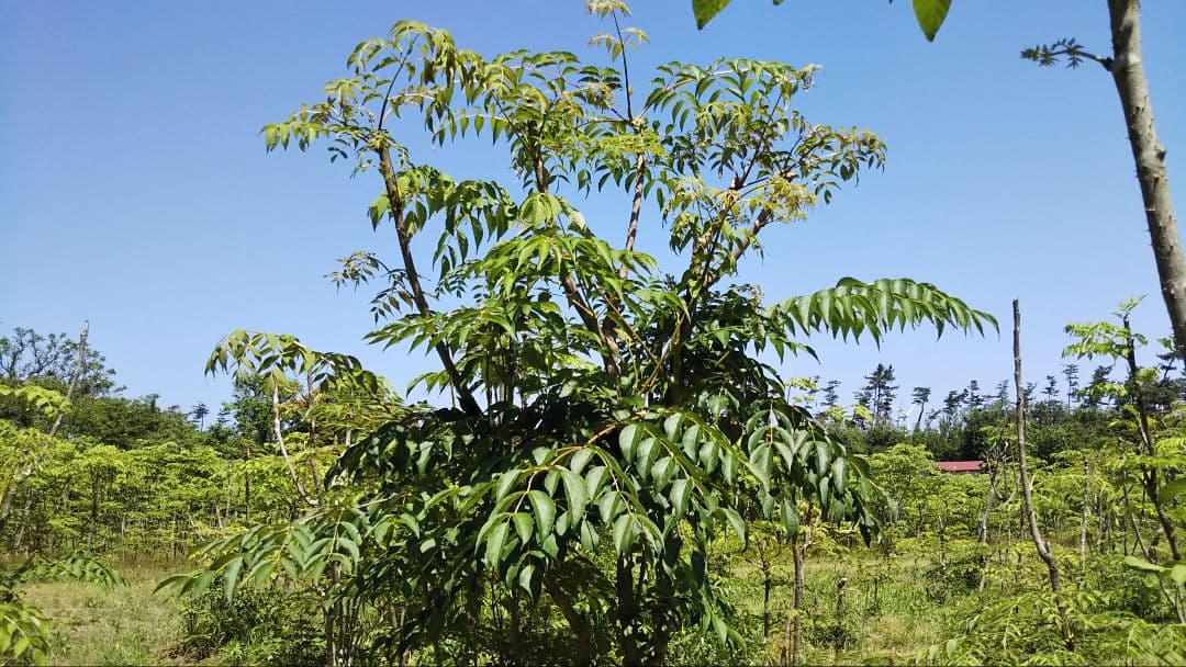 ⭐たらの芽 苗木⭐ ⭐20本⭐