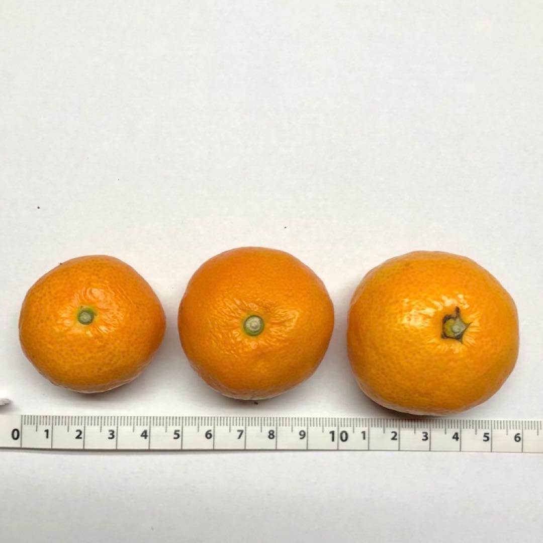 和歌山県産 有田みかん 箱込み約5kg 小玉 訳あり