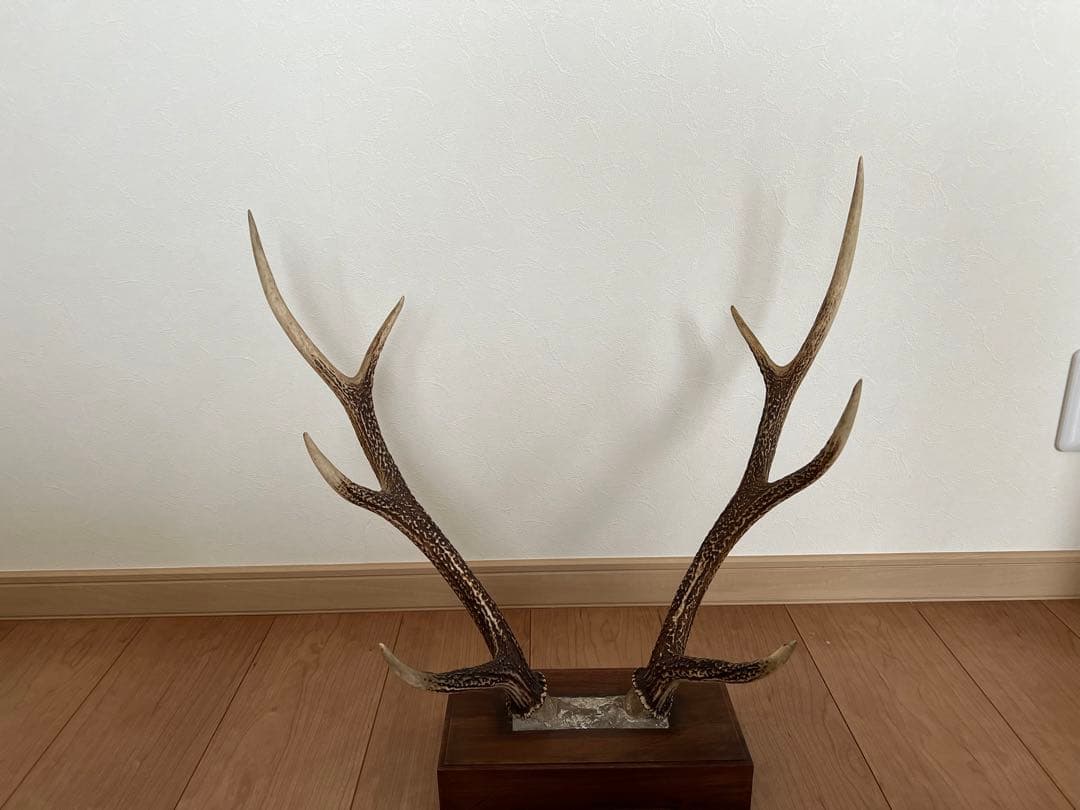 鹿のツノ