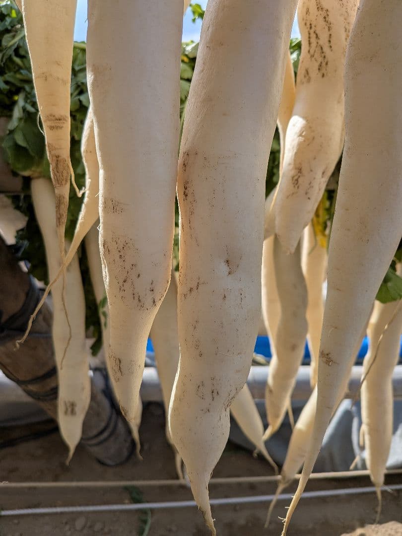 干し大根　訳あり　不揃い　箱込み約20kg