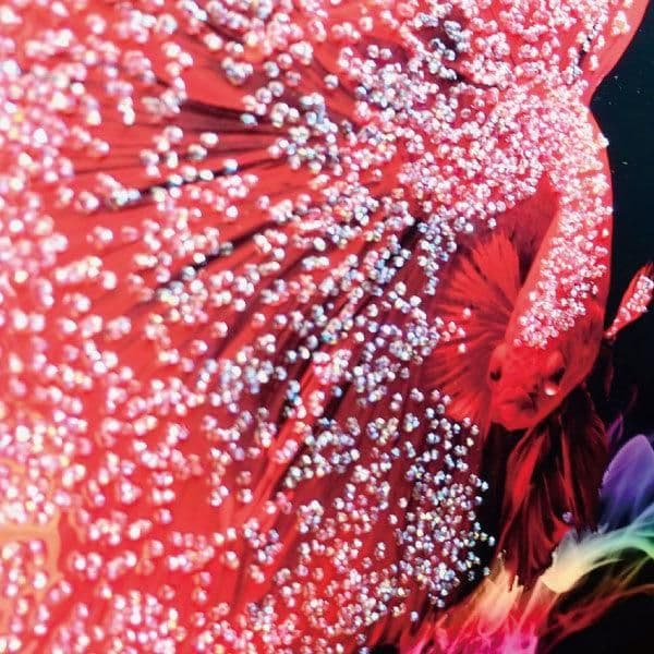 輸入雑貨　天然石　『赤い金魚』　水晶石　クリスタルアート　ゴールド額縁