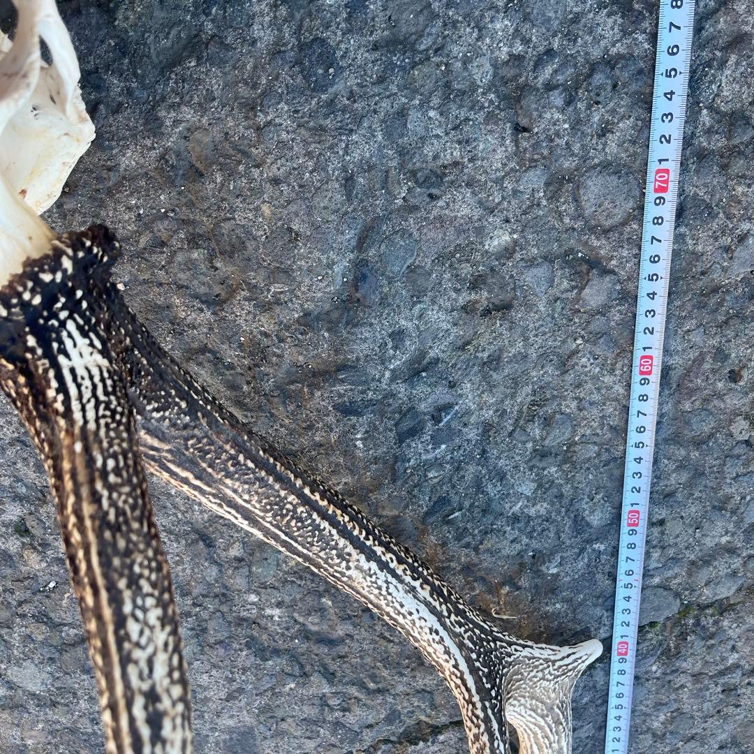 鹿の角 両角 顔付き エゾシカの角