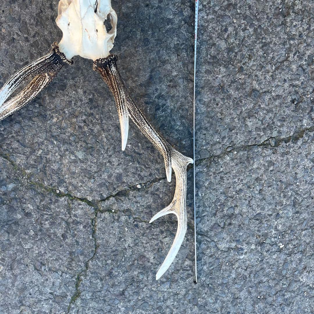 鹿の角 両角 顔付き エゾシカの角