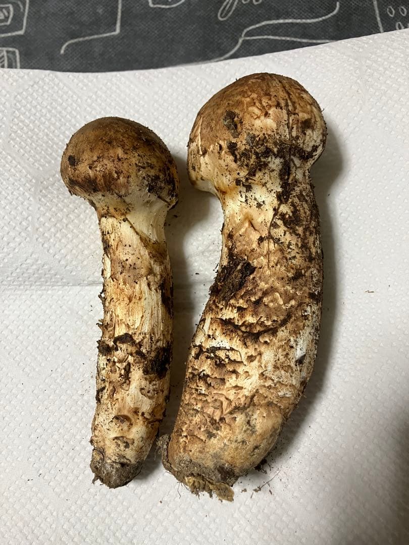 岩手県産松茸239g 10月12日取り