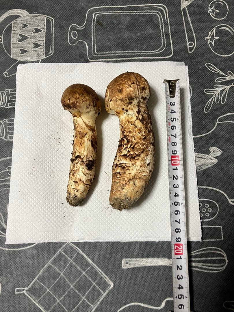 岩手県産松茸239g 10月12日取り
