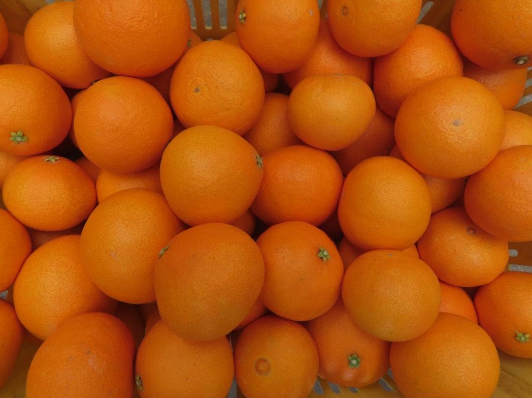 愛果28号　10ｋｇ