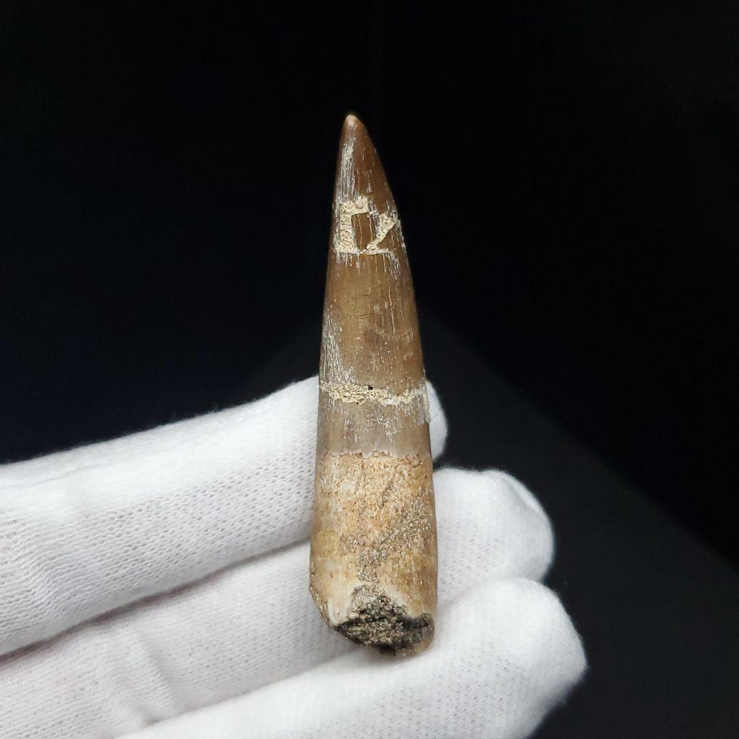 プレシオサウルス 化石 歯 本物 モロッコ産 56.5mm ケース付 pr109