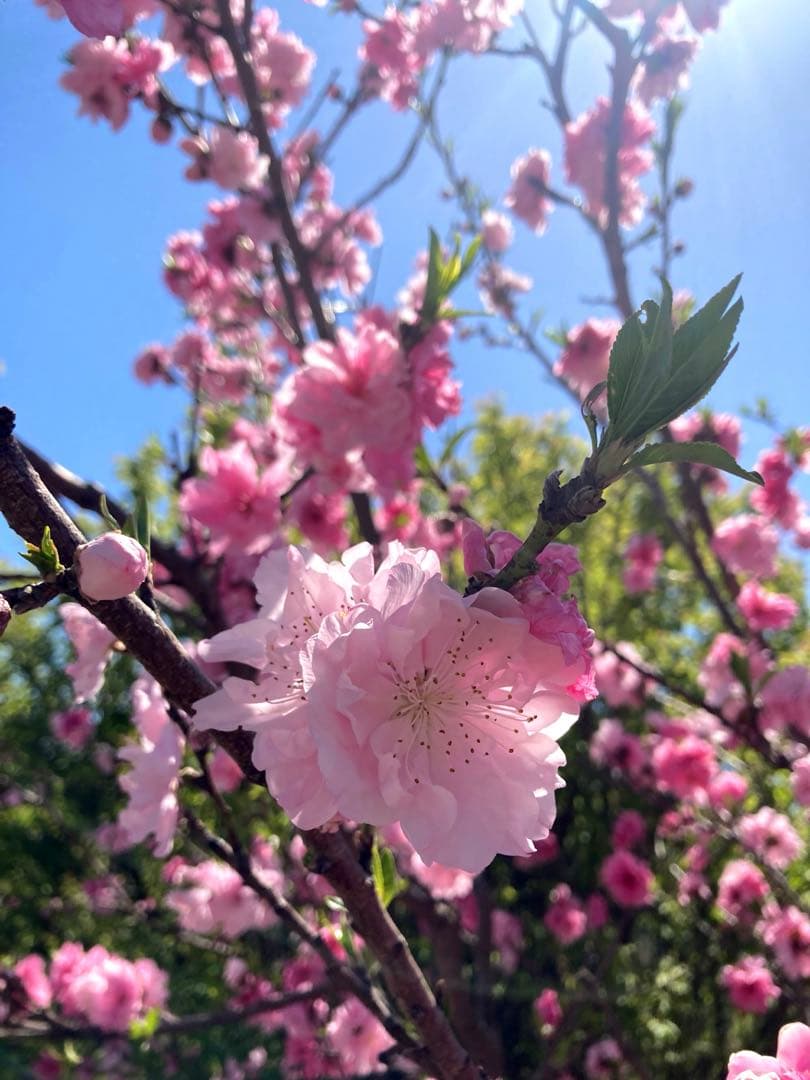 じゅん　ニホンミツバチ　生ハチミツ　1120g✖️2