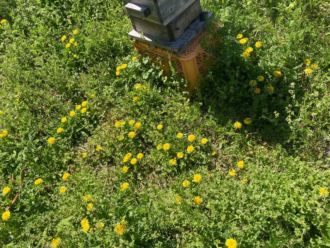 じゅん　ニホンミツバチ　生ハチミツ　1120g✖️2