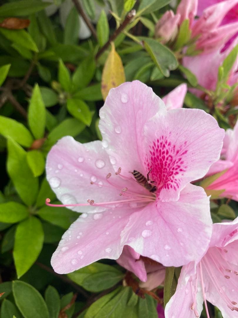 じゅん　ニホンミツバチ　生ハチミツ　1120g✖️2