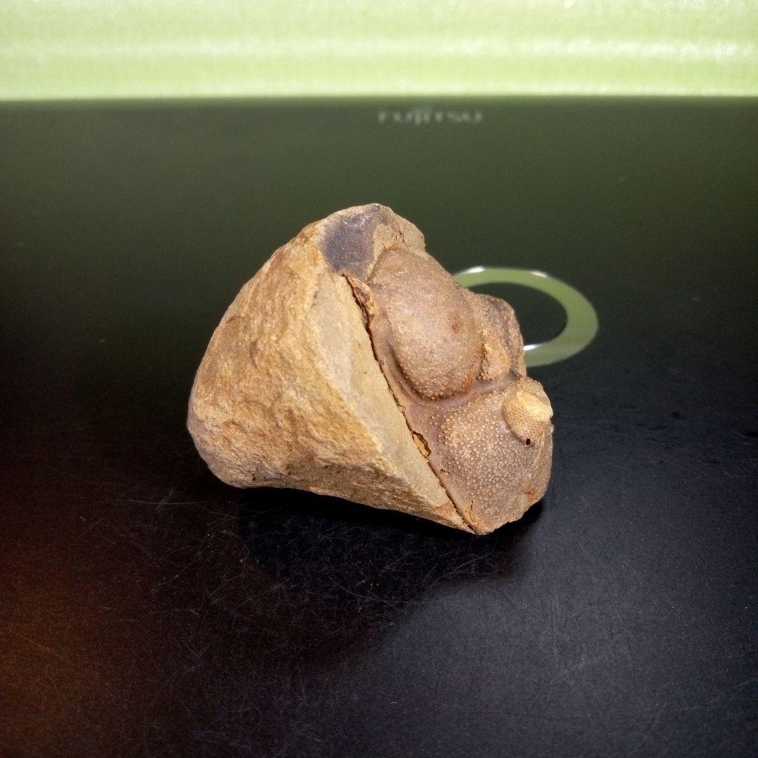 三葉虫　化石　fossil　ボリビア産　trilobite　ボリビア三葉虫郡③