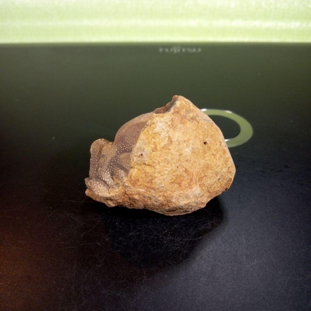 三葉虫　化石　fossil　ボリビア産　trilobite　ボリビア三葉虫郡③