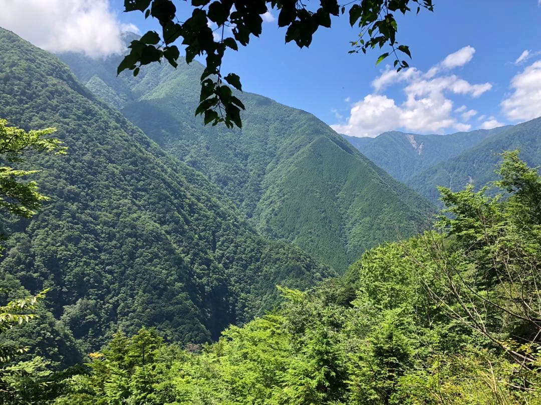 龍さん　100g×10袋　健康長寿の川根茶　農家直売