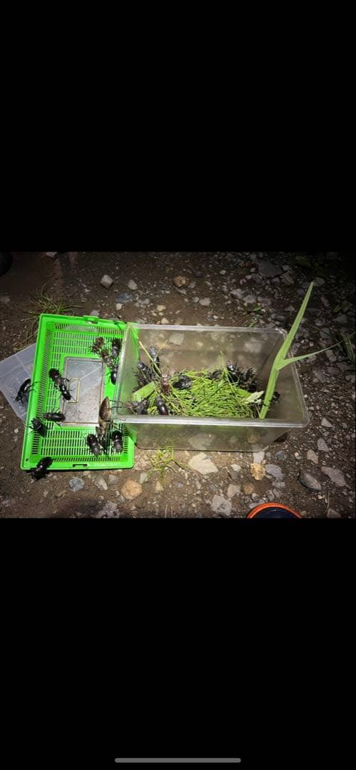 ライトトラップ55w