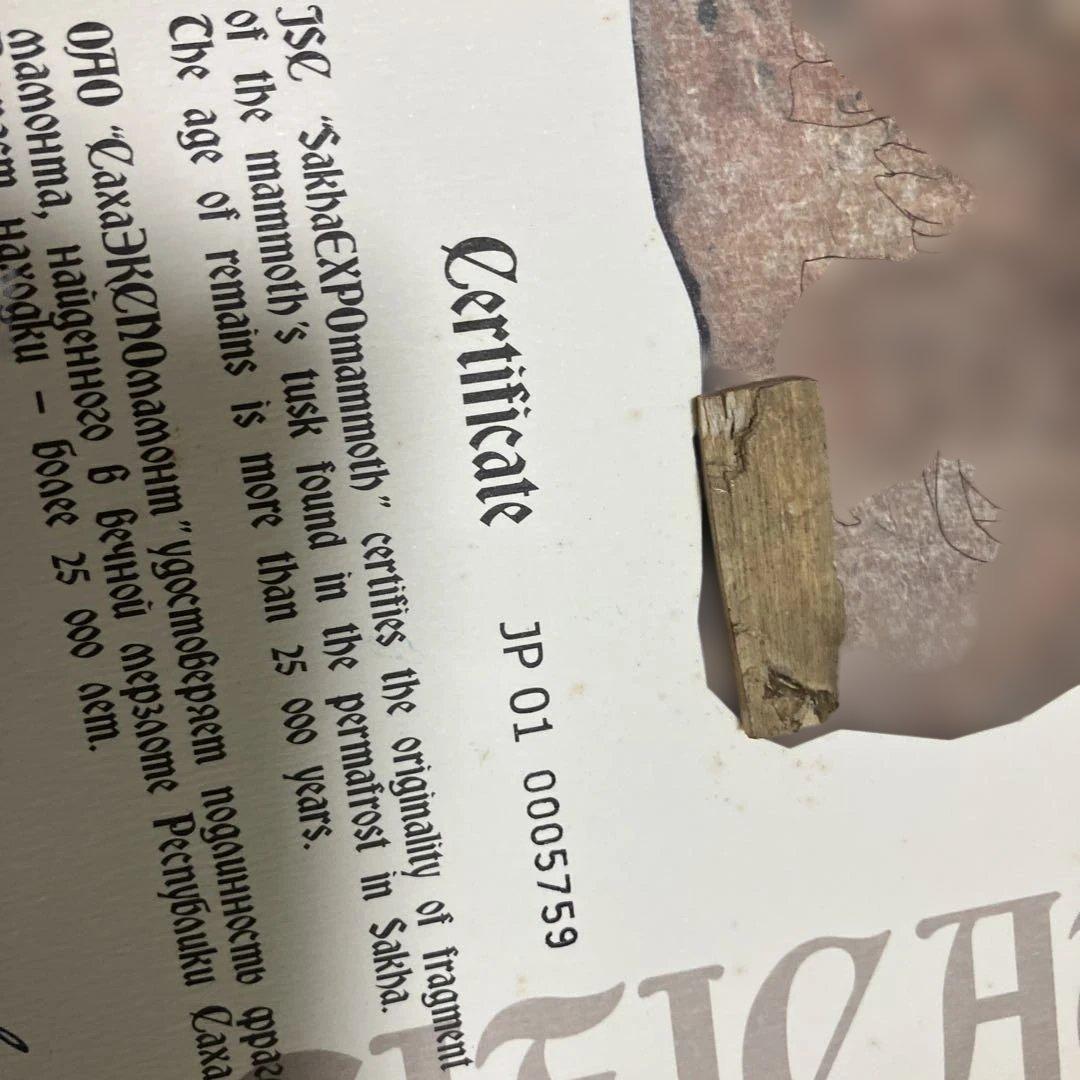 マンモスの骨　愛・地球博　ポストカード