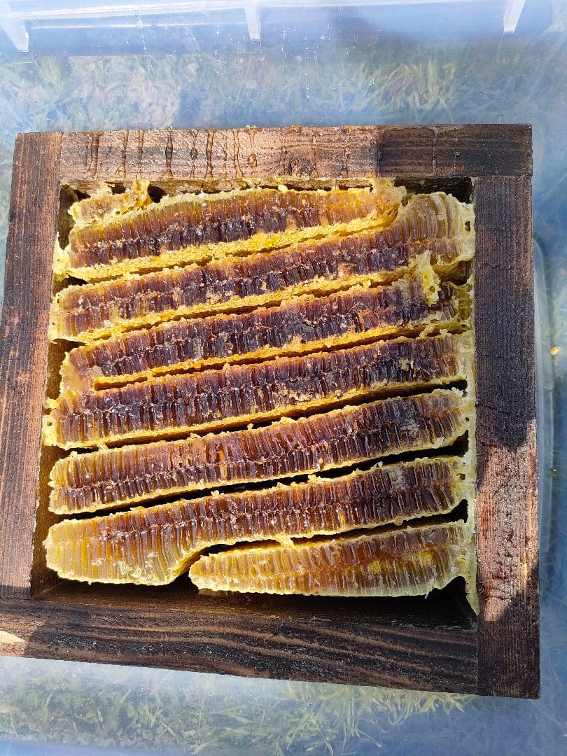 新春15%OFF 実容量600g×2瓶　日本ミツバチの蜂蜜