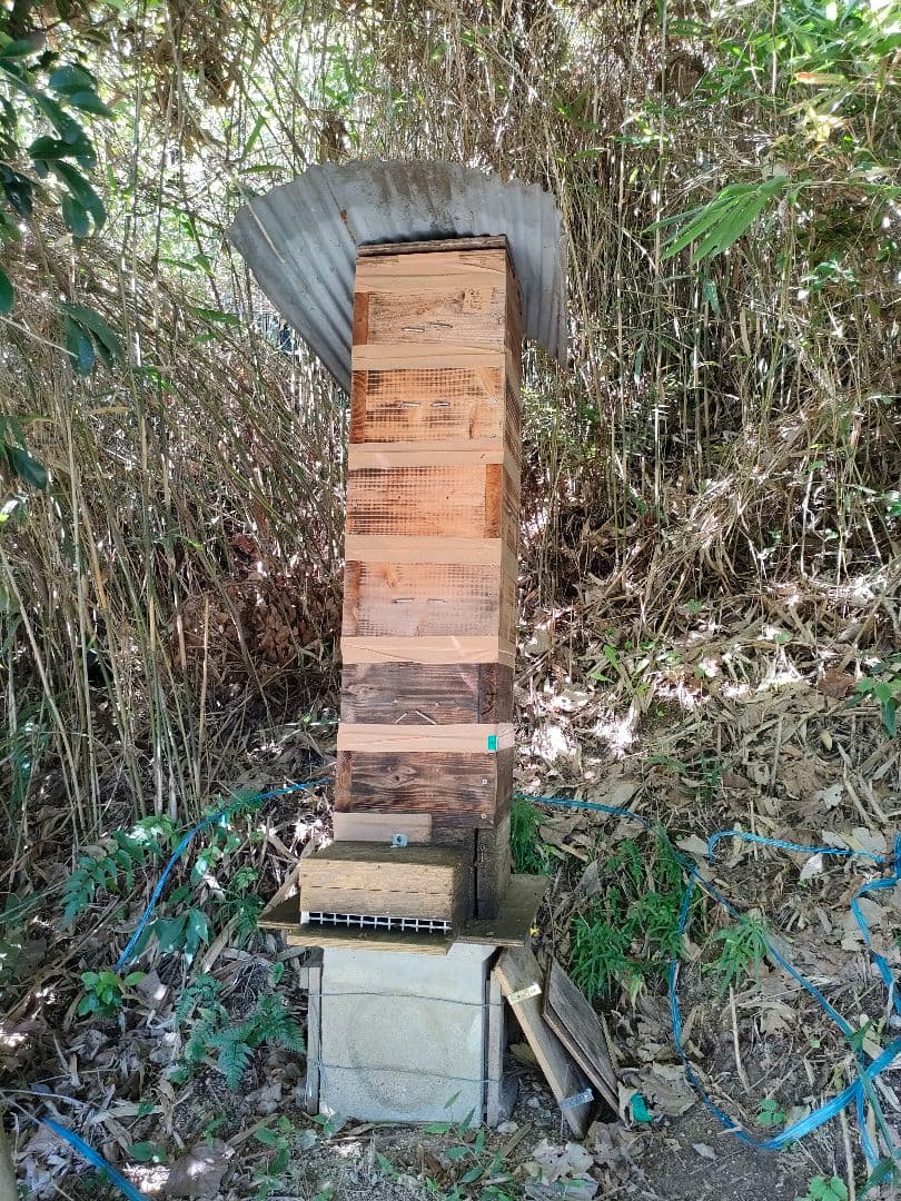 新春15%OFF 実容量600g×2瓶　日本ミツバチの蜂蜜