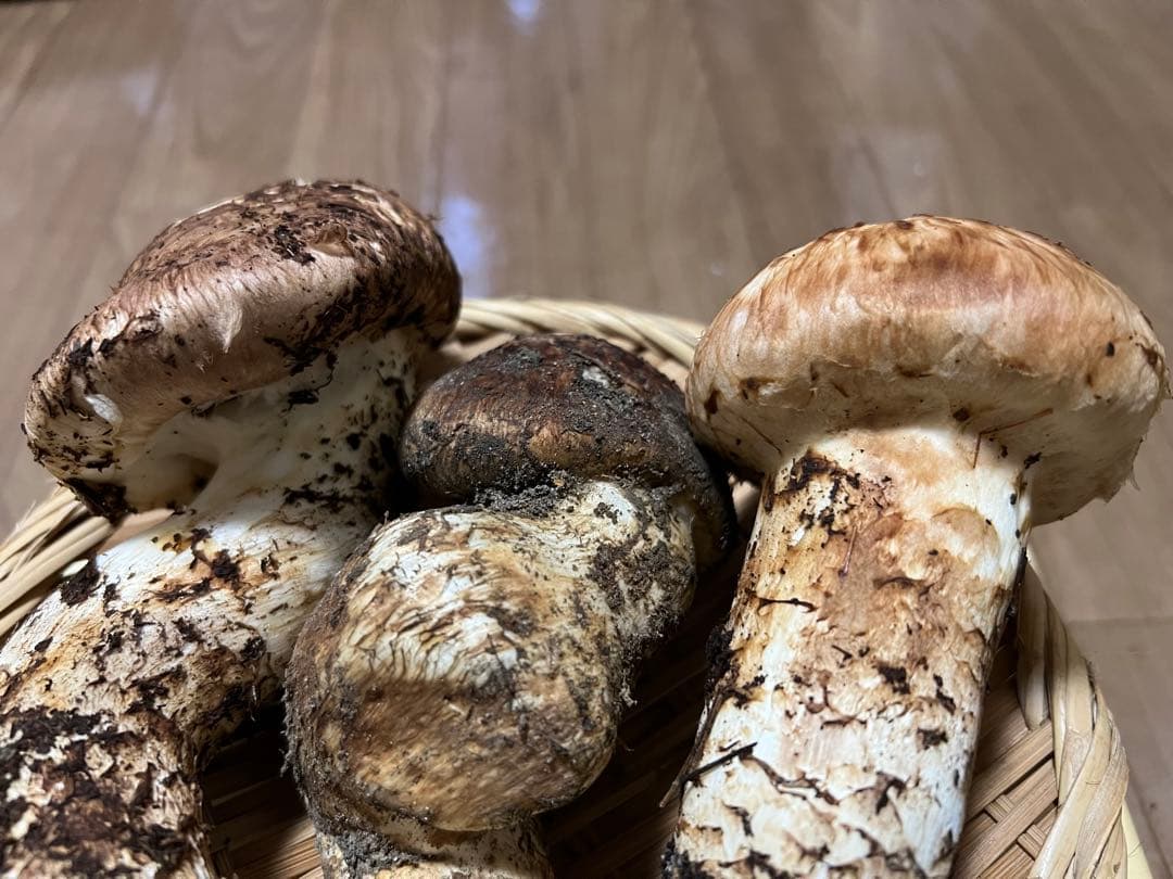 10/17朝採れ　岐阜県産　松茸　468g 極上蕾　恐らく最後