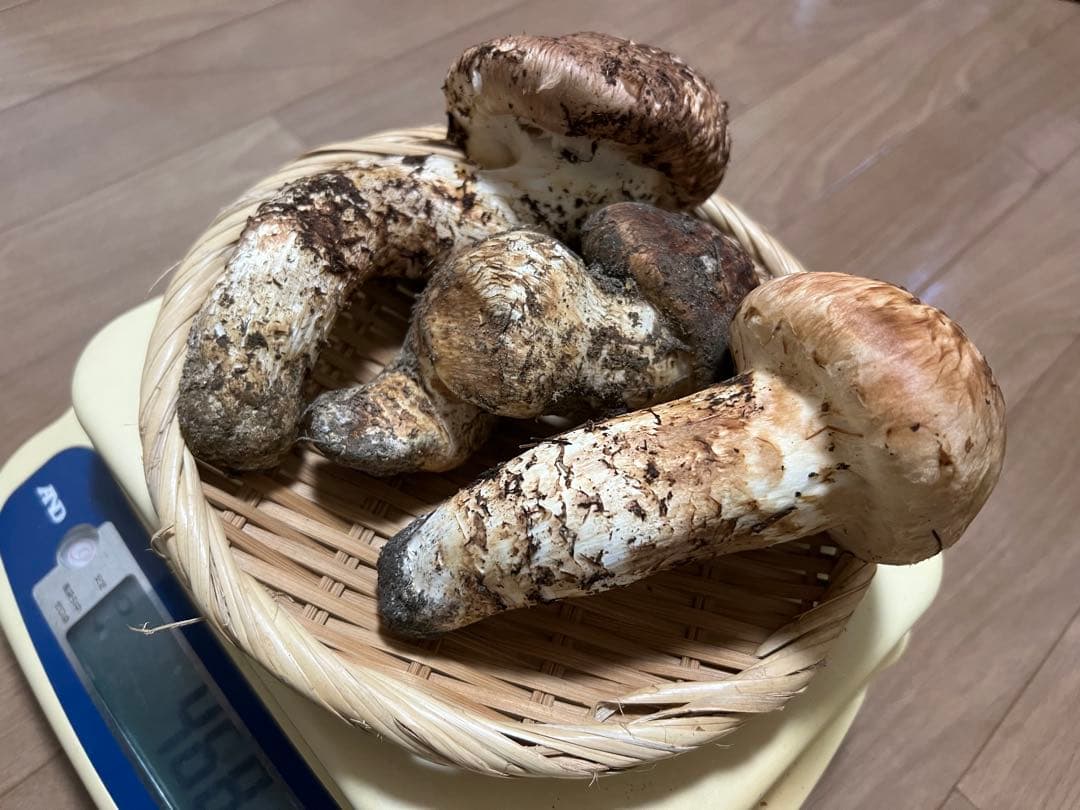 10/17朝採れ　岐阜県産　松茸　468g 極上蕾　恐らく最後