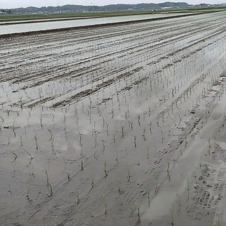 令和7年産 茨城県産 コシヒカリ 白米 精米代込み 10Kg 10キロ ①