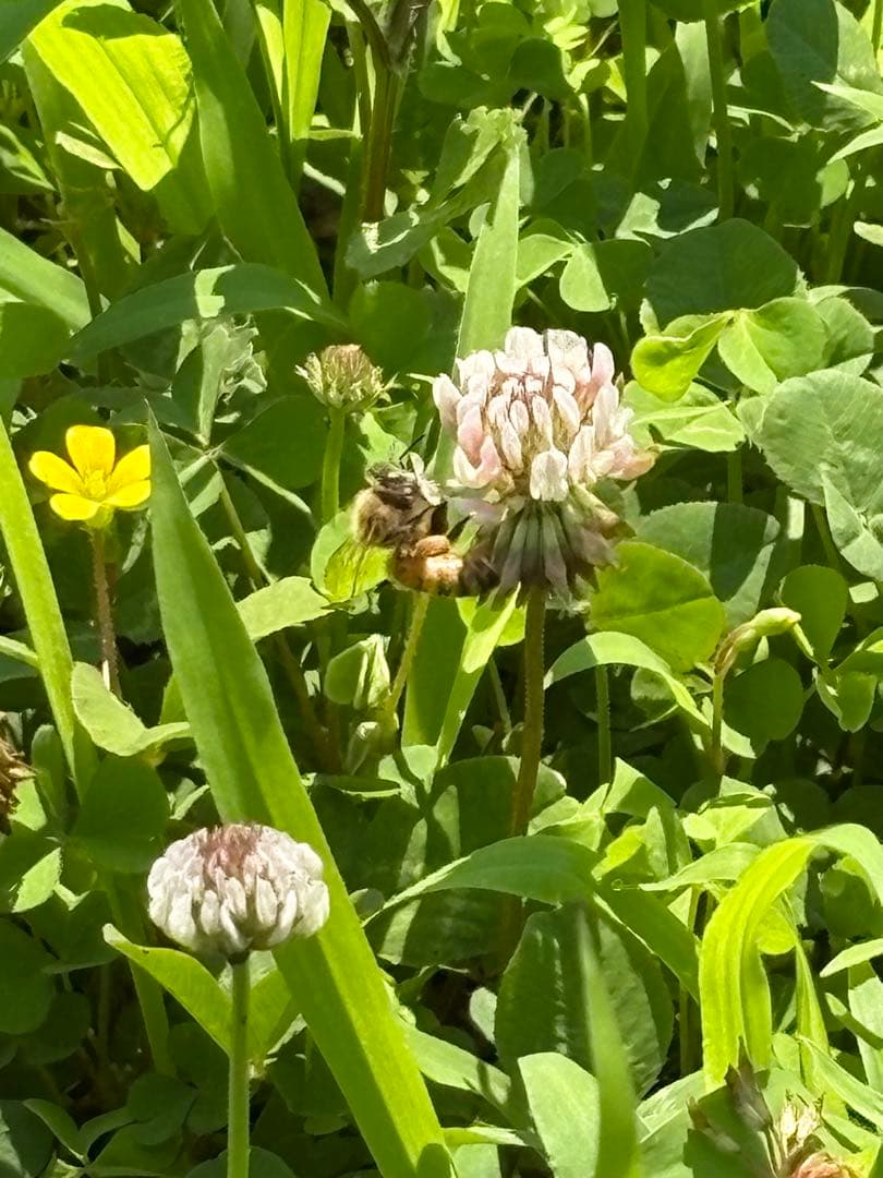 長野県長野市若穂保科で採れたはちみつ 1.2キロ 2本 ③