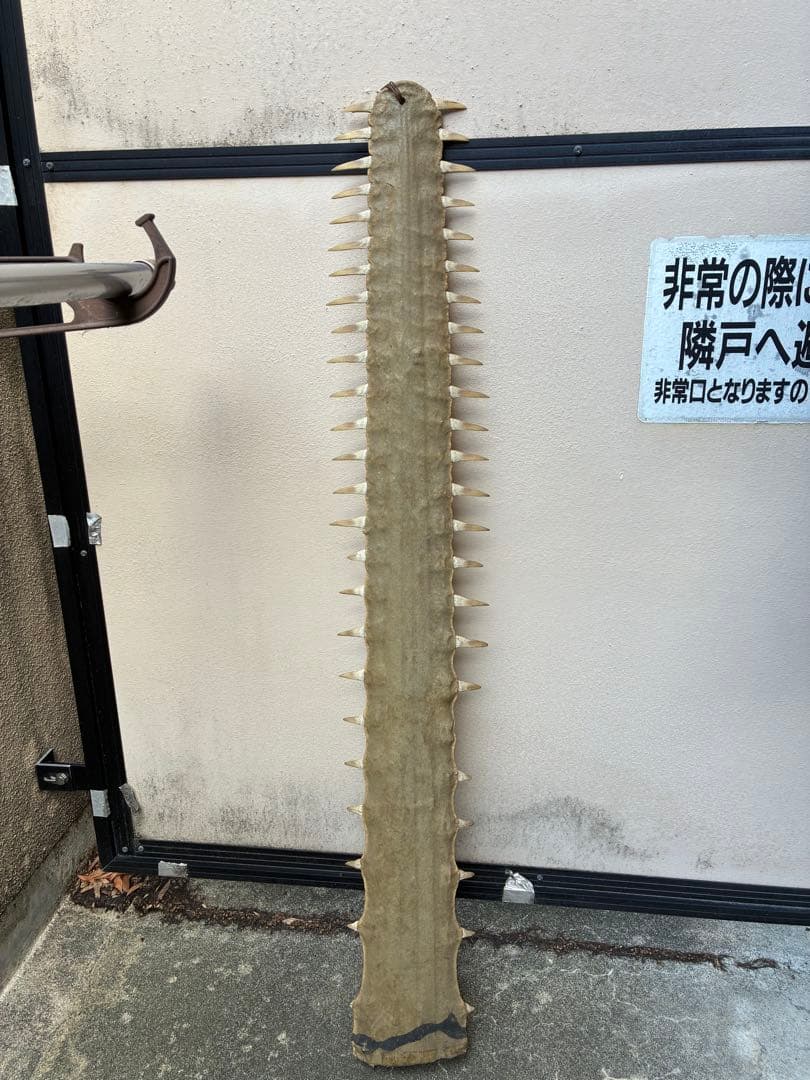 ノコギリエイ　吻　角　牙　標本　剥製　ノコギリザメ　大型107センチ