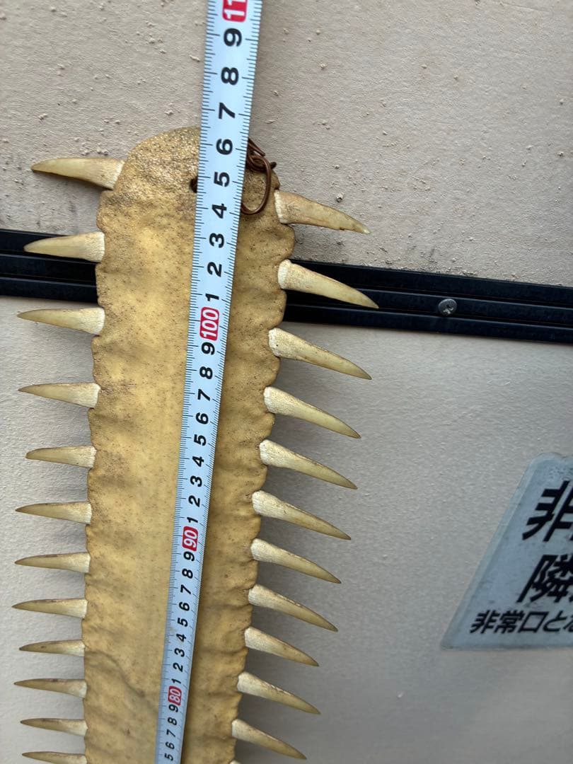 ノコギリエイ　吻　角　牙　標本　剥製　ノコギリザメ　大型107センチ