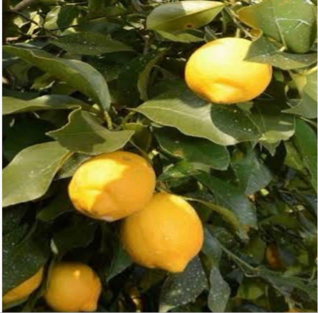 13国産瀬戸田レモン10kg前後