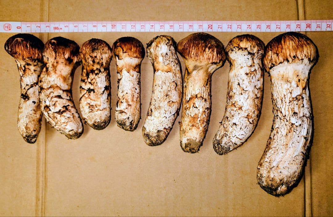 タ*ウ様 ◆岩手県産の松茸です【重さ 364g】新鮮クール便にて即発送◆これで最