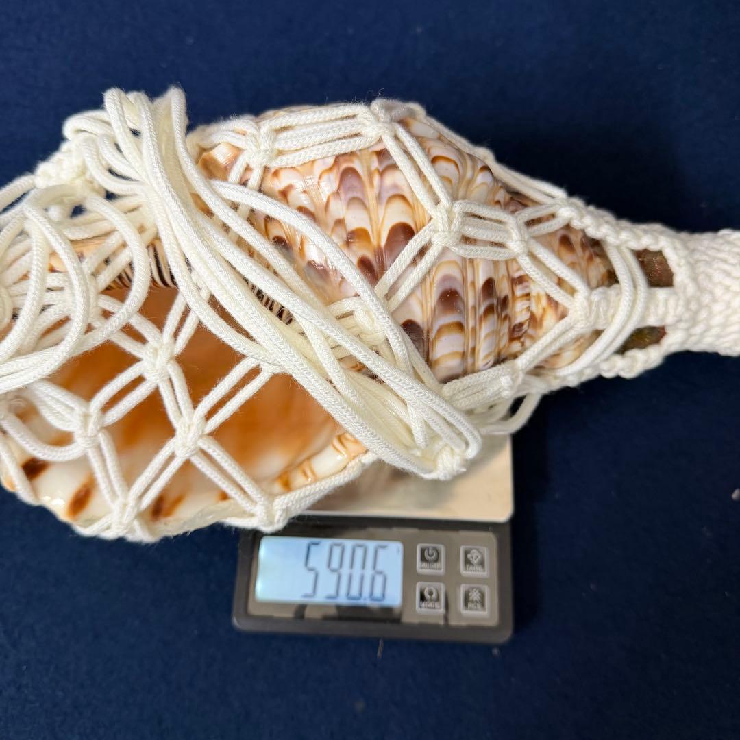 ②中 ホラ貝 法螺貝 螺貝 ラッパ 雅楽 和楽器 古玩 旧家 蔵出 骨董品