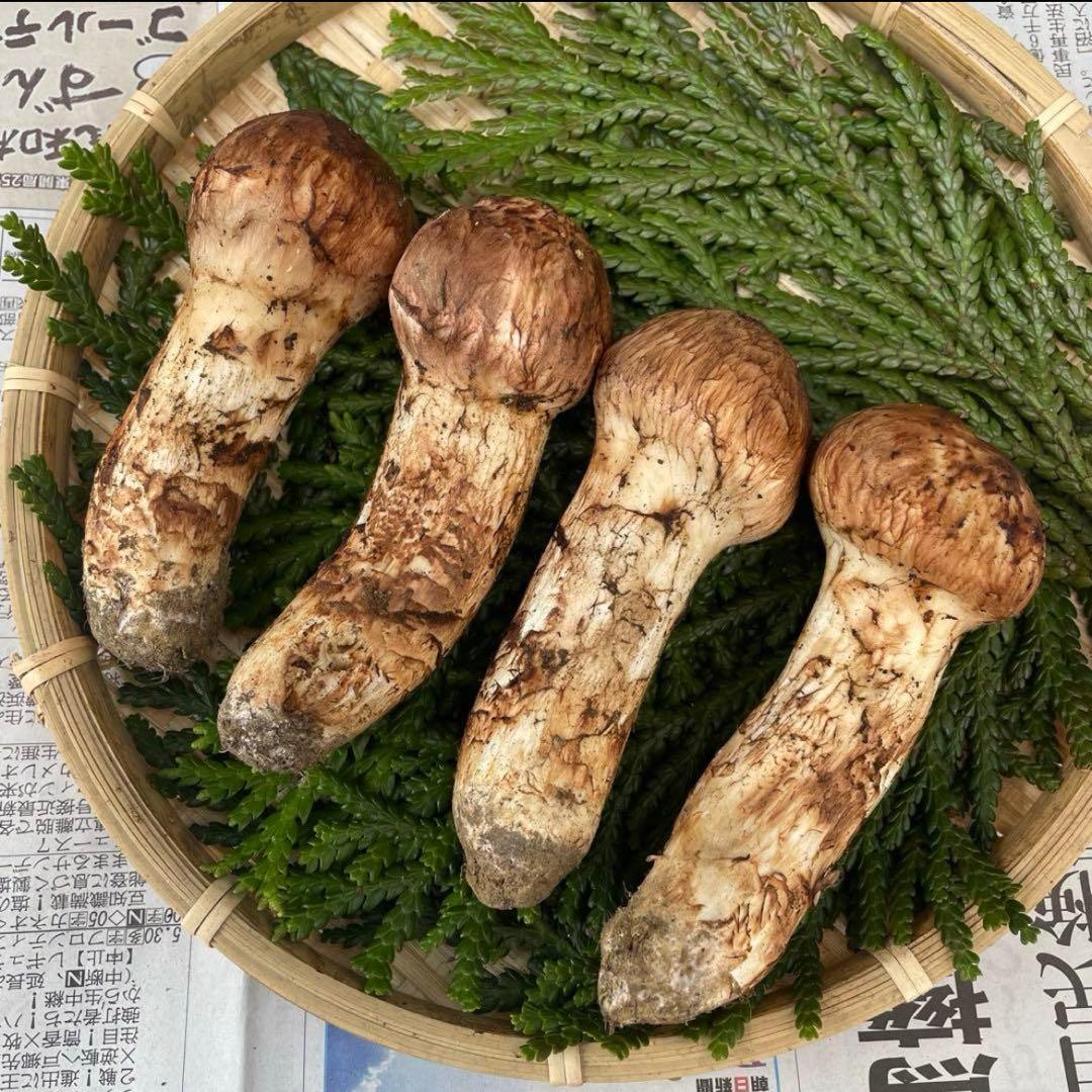 天然きのこ 松茸 国産 良品‼️マツタケ まつたけ 大自然の凛さん採取その125