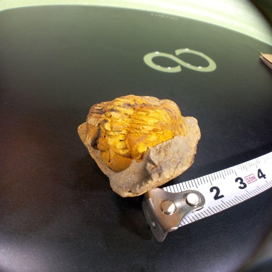 三葉虫　化石　fossil　ボリビア　trilobite　三葉虫綱　三葉虫管理⑩