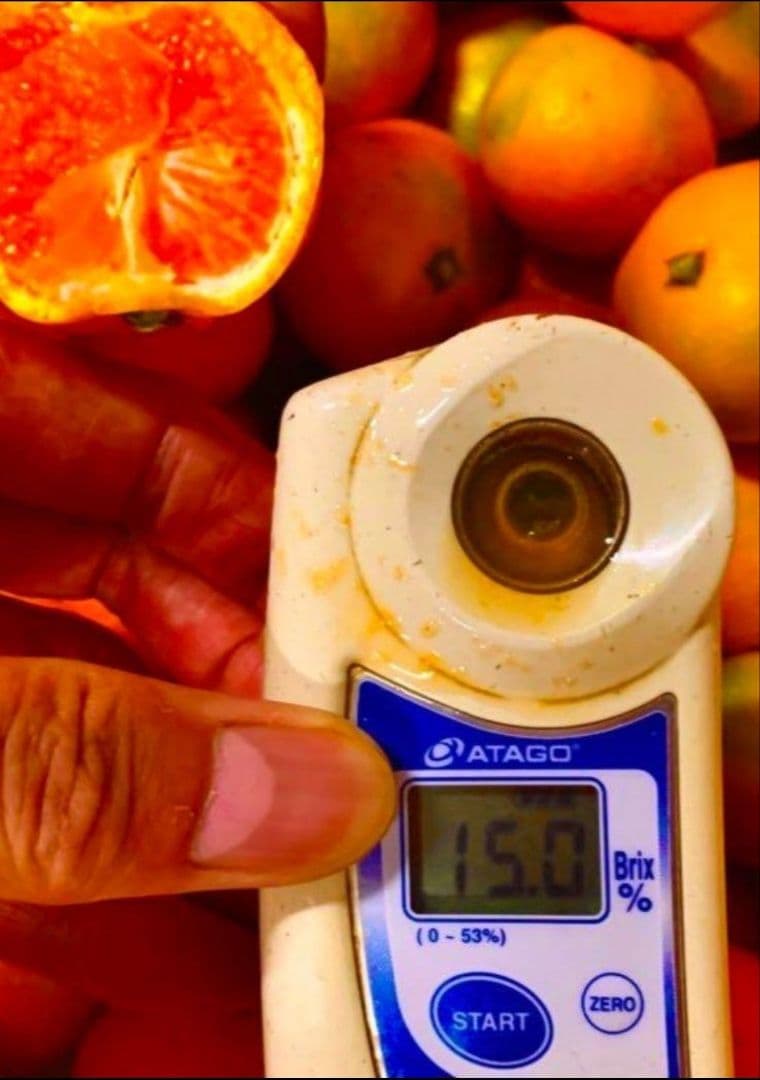 和歌山県有田産　平均糖度15度越え❗宮川早生　７kg　みかんキング　数量限定‼️