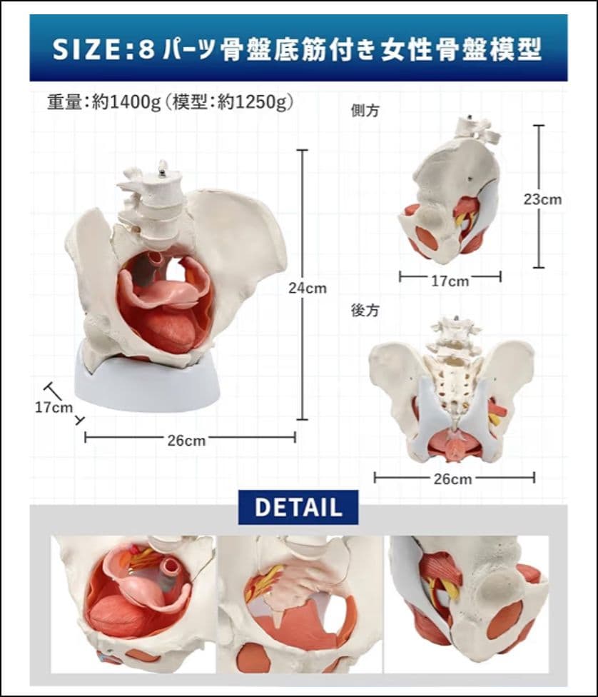 KIYOMARU 骨盤底筋付き女性骨盤模型 人体模型 8パーツ 理学療法士