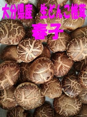 ねねさまご予約専用 大分県特産 生どんこ椎茸「秋子」ダブル 2nd