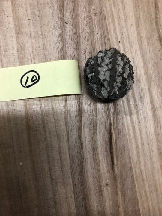 宮沢賢治　バタグルミ化石　土付き⑩