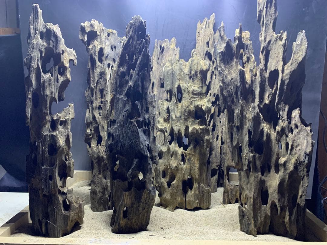 7[新品 特大のみ]マシンガンウッド9本★流木 水槽　レイアウト　アクアリウム