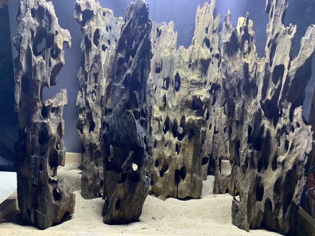 7[新品 特大のみ]マシンガンウッド9本★流木 水槽　レイアウト　アクアリウム